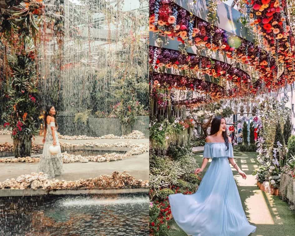 Dịch vụ chăm sóc cây